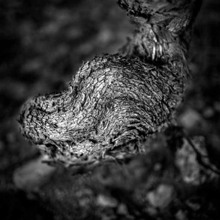 Vigne du Domaine de Terres Blanches