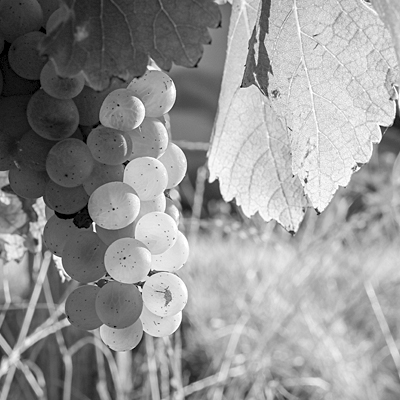 sauvignon, sancerre, bellechaume